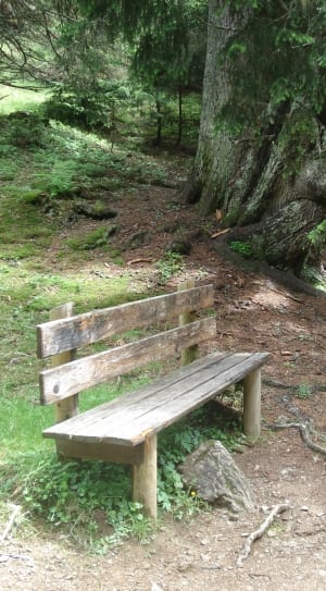 brown wooden bench beside tree thumbnail