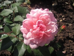 pink bloomed rose flower thumbnail