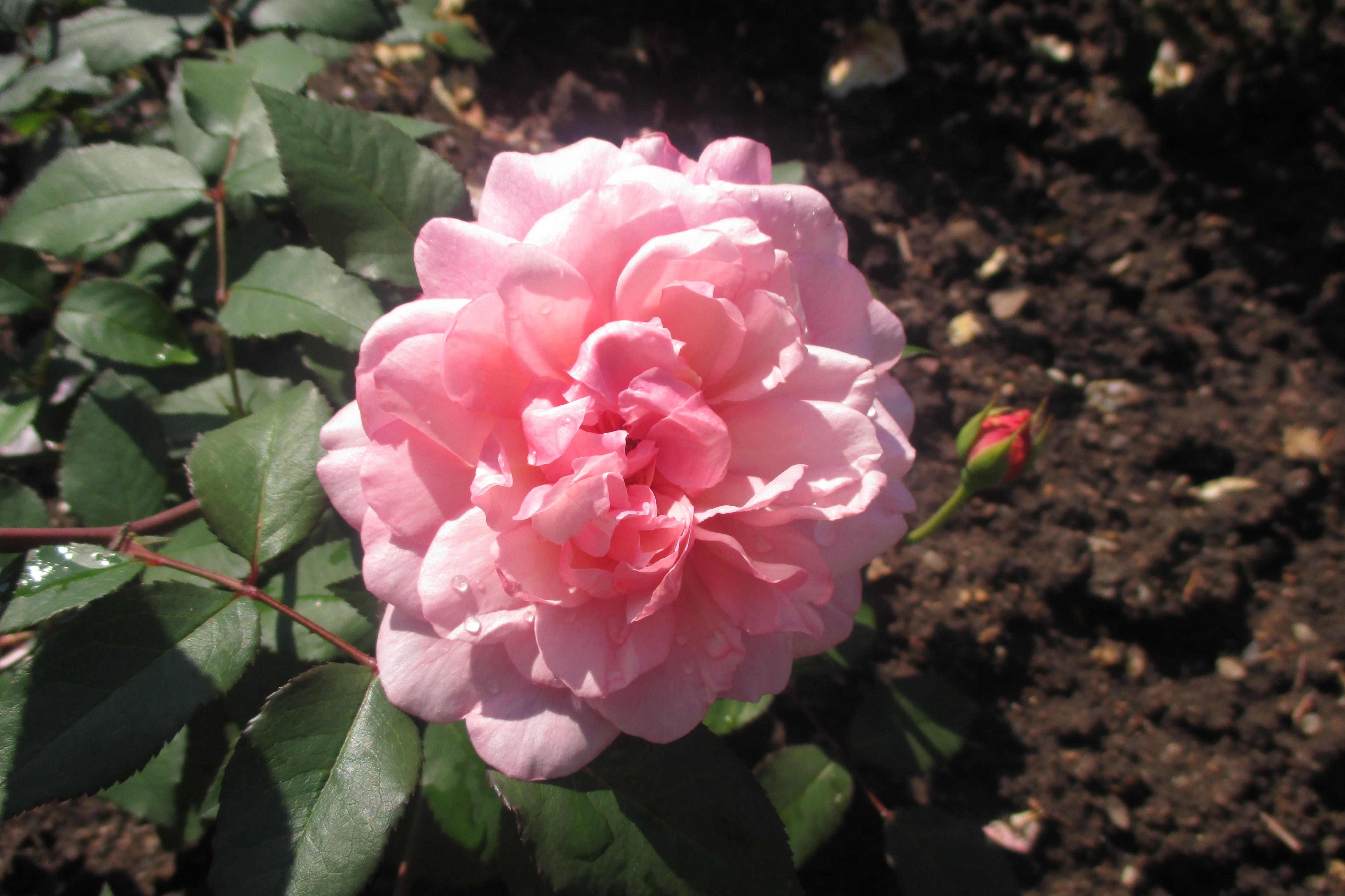 pink bloomed rose flower