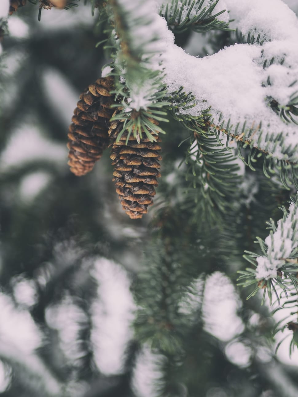 pine cone covered with snow preview