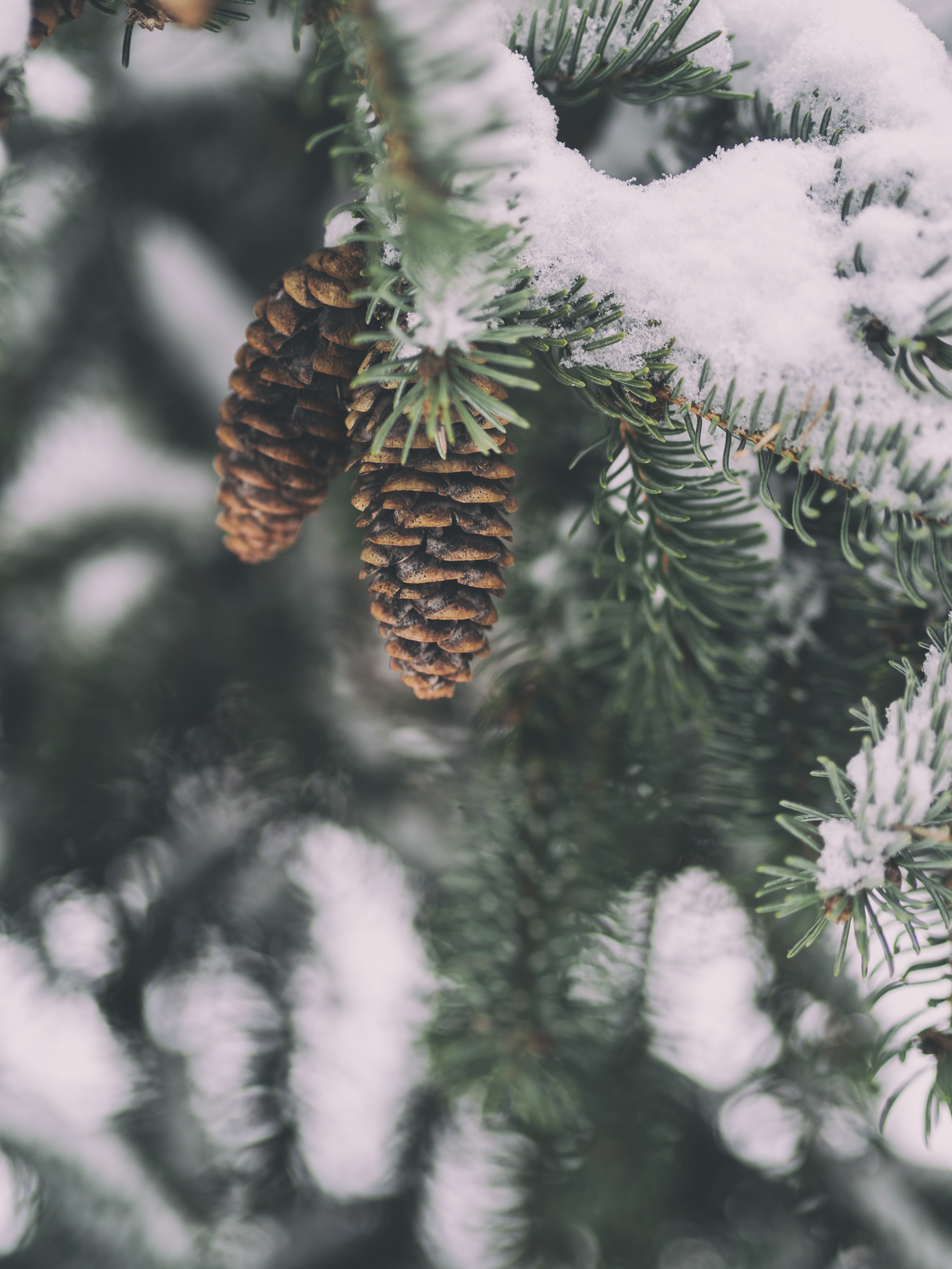 pine cone covered with snow