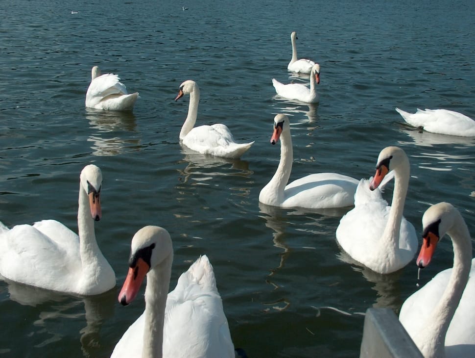 white swan flocks preview