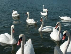 white swan flocks thumbnail