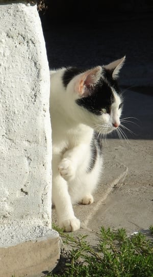 white and black short-fur cat thumbnail