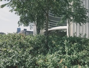green leaf plant near buildings during daytime thumbnail