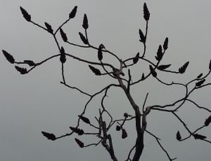 black tree with leaves on night time thumbnail