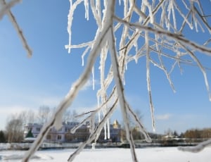 tree branch covered with ice thumbnail