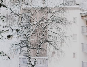 tall trees covered snow flakes in front of high rise building thumbnail