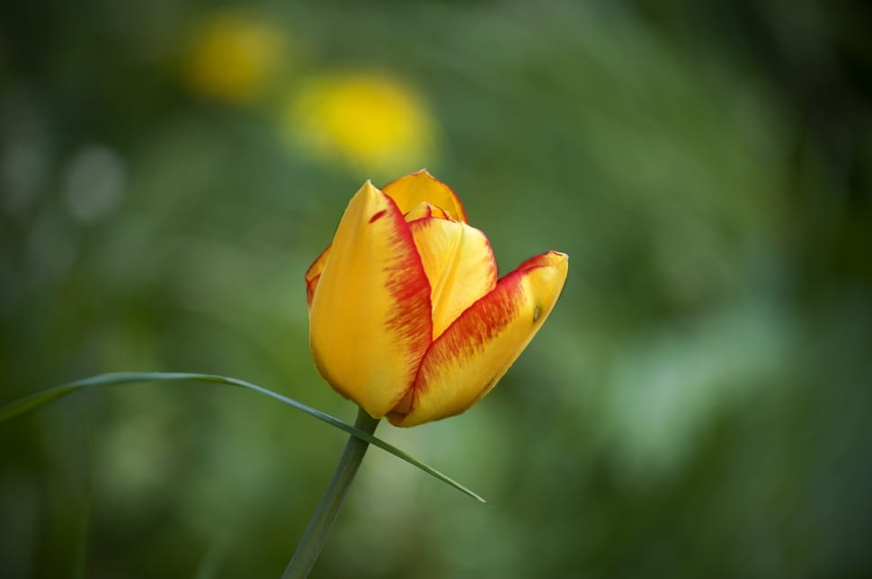 yellow and red petal flower preview