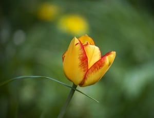 yellow and red petal flower thumbnail