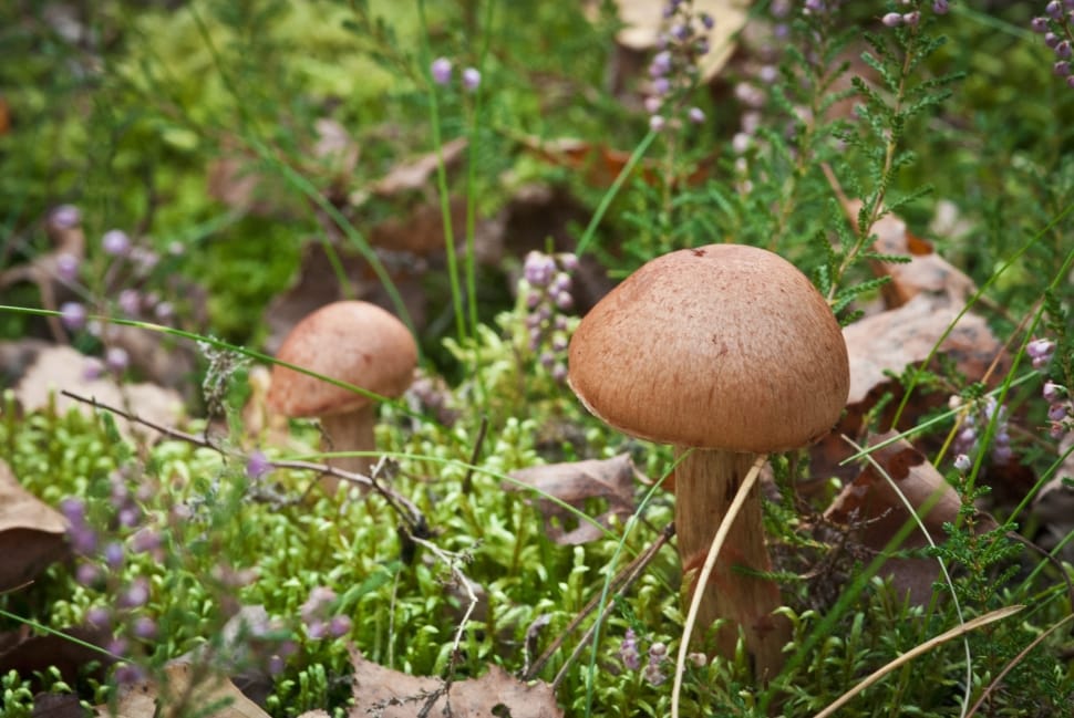 brown mushroom on green field grass preview