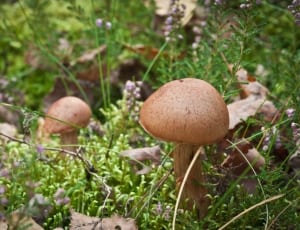 brown mushroom on green field grass thumbnail