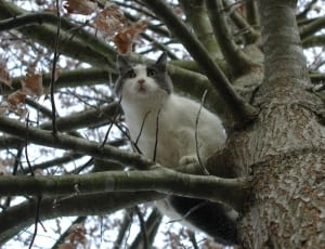 white and gray short coated cat thumbnail
