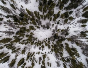 above ground trees photography thumbnail