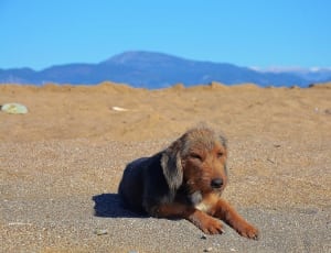 black and tan wirehaired scent hound thumbnail