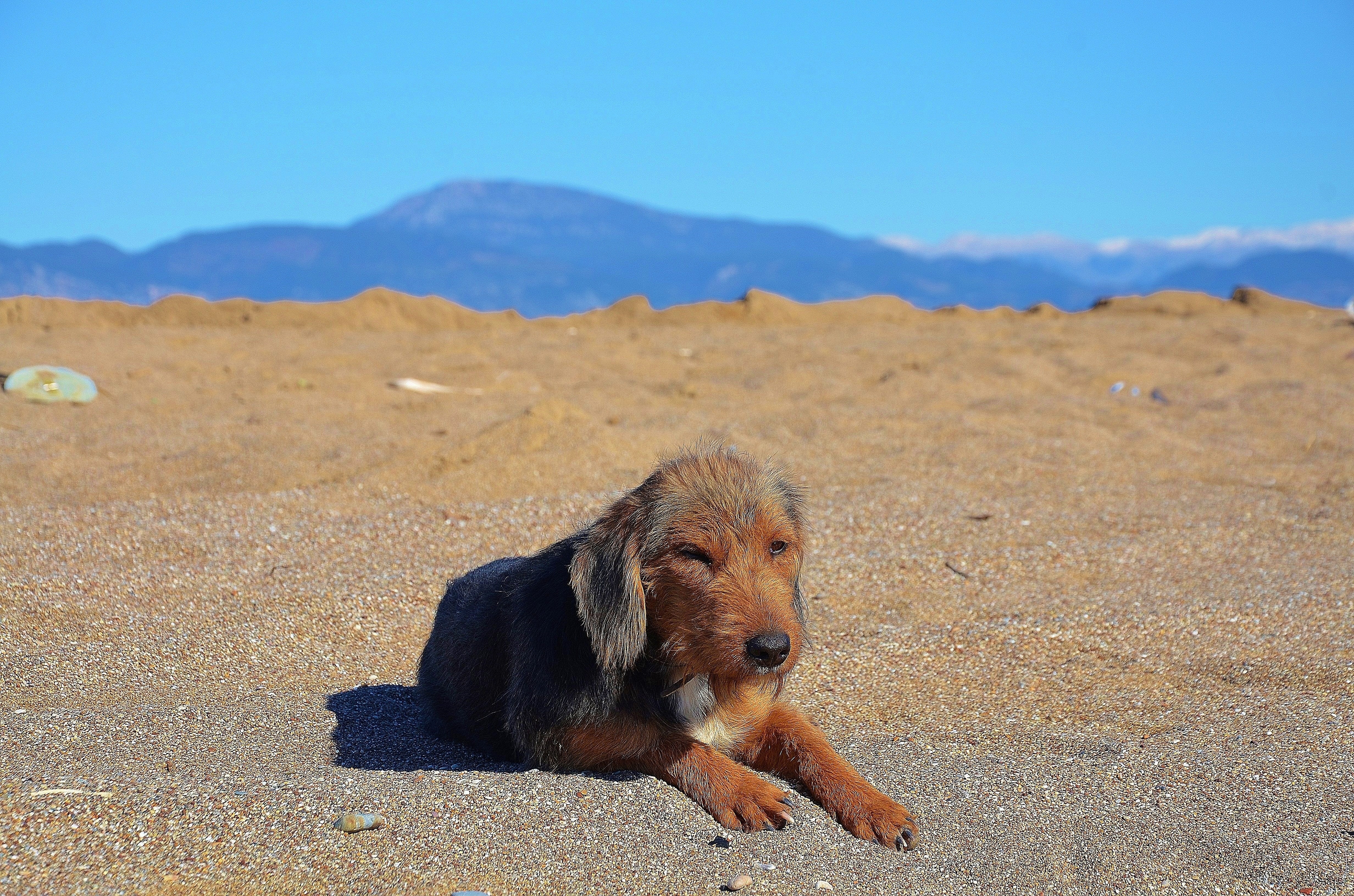 black and tan wirehaired scent hound