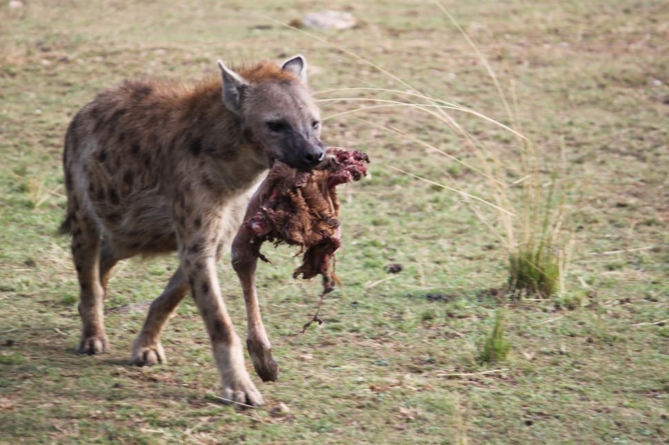 hyena preview