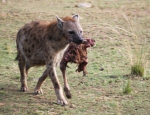hyena thumbnail