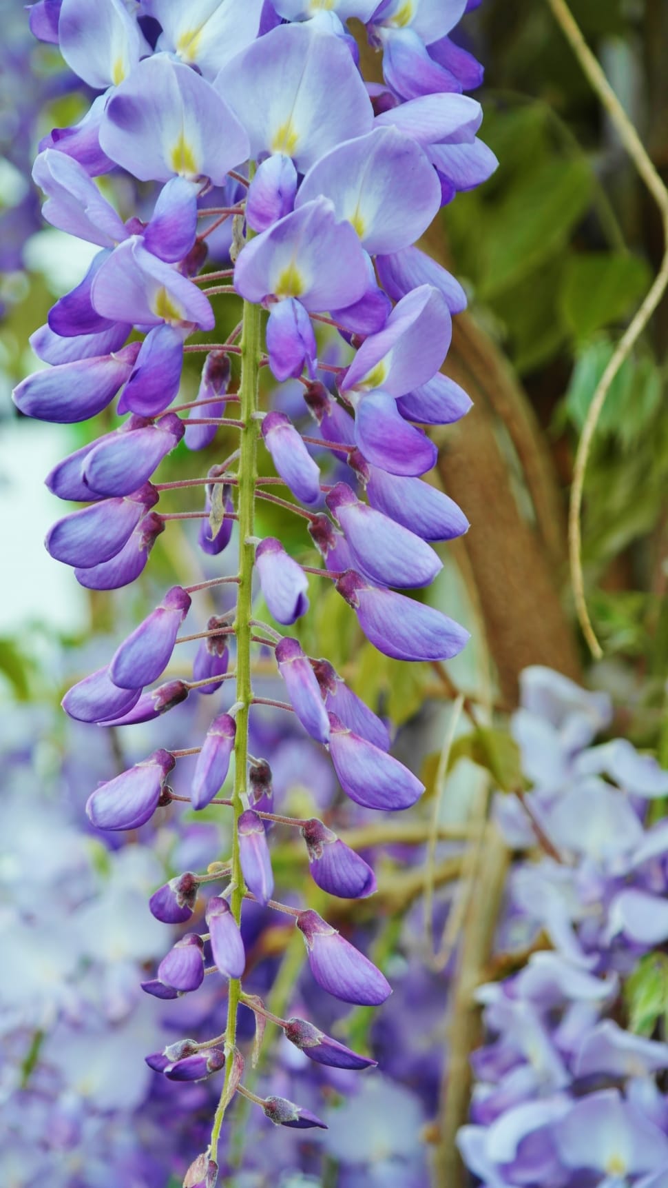 purple wisteria preview