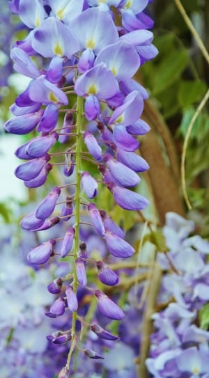 purple wisteria thumbnail