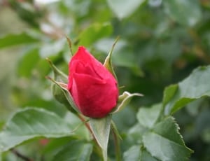 focus photography of red flower thumbnail