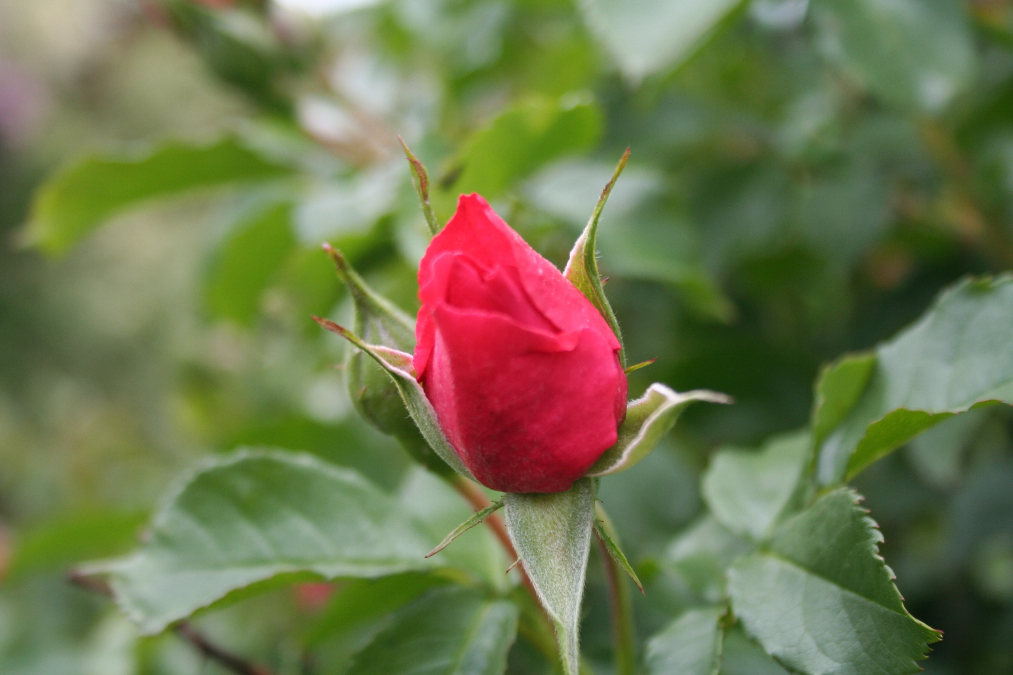 focus photography of red flower