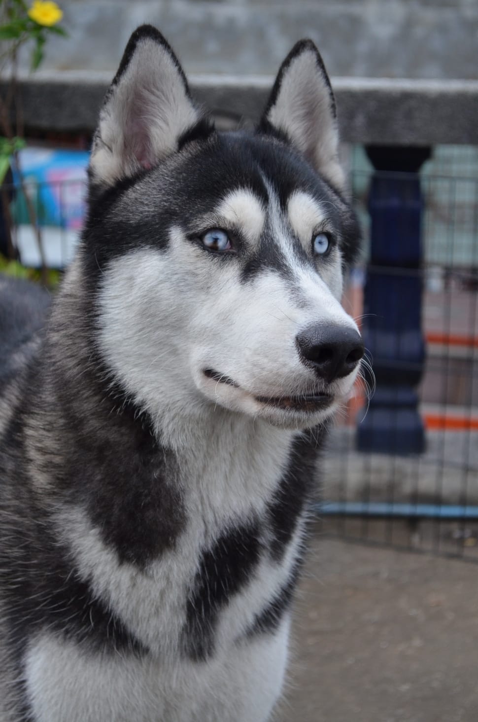 black and white siberian husky preview