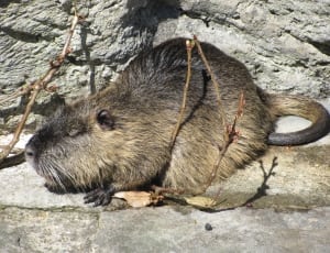 black and brown rodent thumbnail