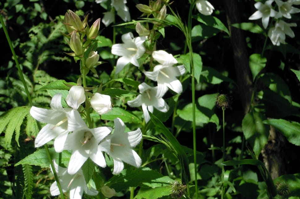white 5 petaled flower s preview