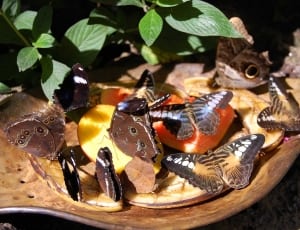 brown butterflies thumbnail