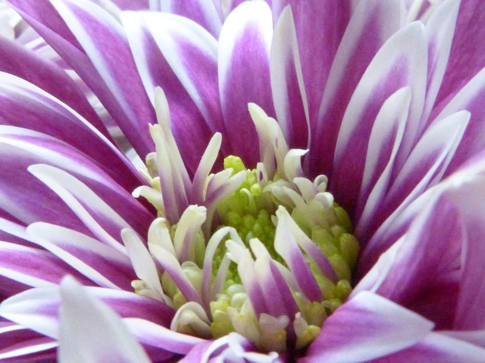 white green and purple petal flower preview