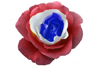 red white and blue rose thumbnail