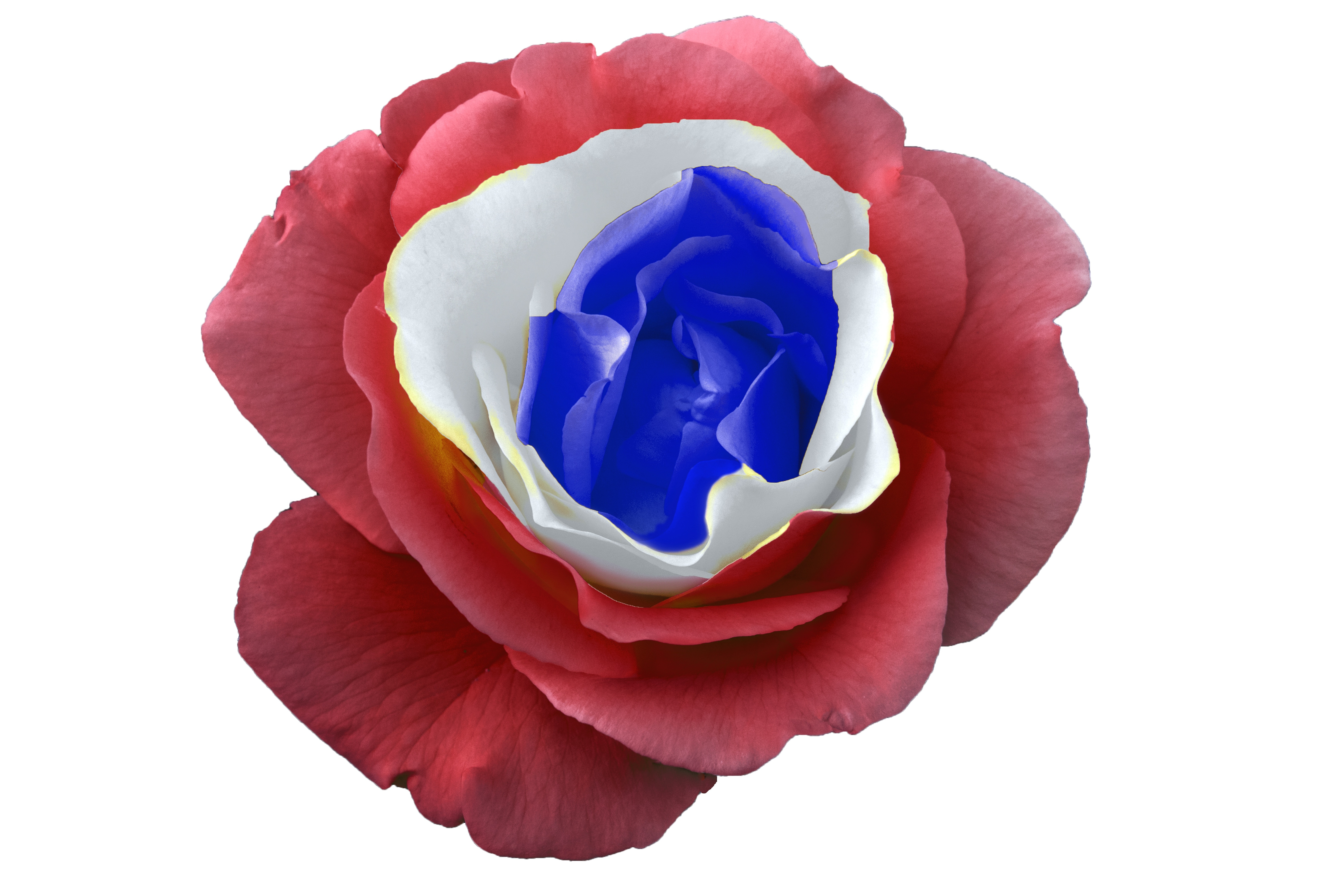 red white and blue rose
