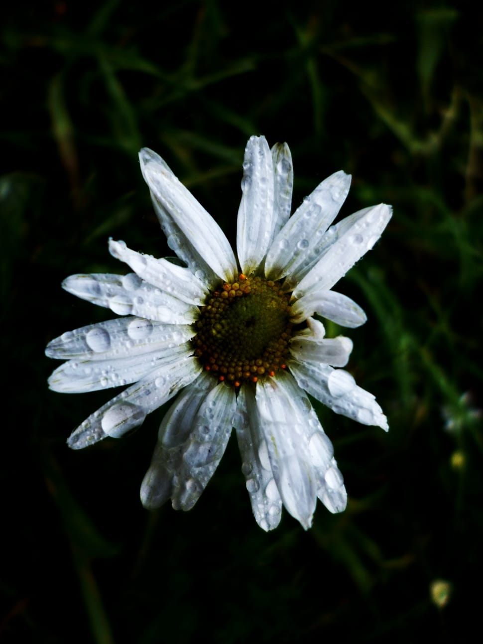 Flower, White, Daisy, Nature Flower, flower, fragility preview