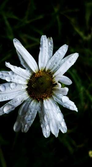 Flower, White, Daisy, Nature Flower, flower, fragility thumbnail
