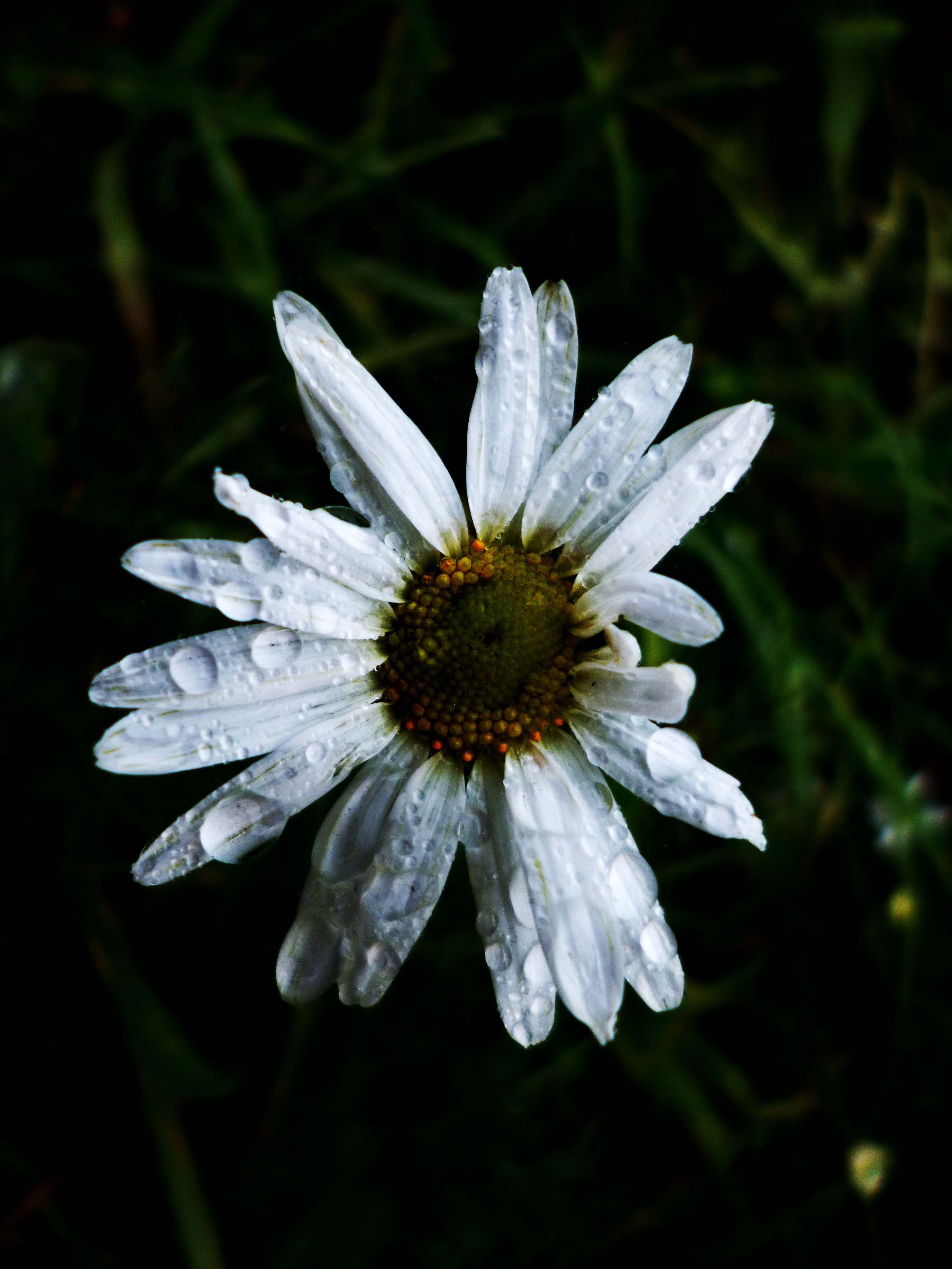 Flower, White, Daisy, Nature Flower, flower, fragility