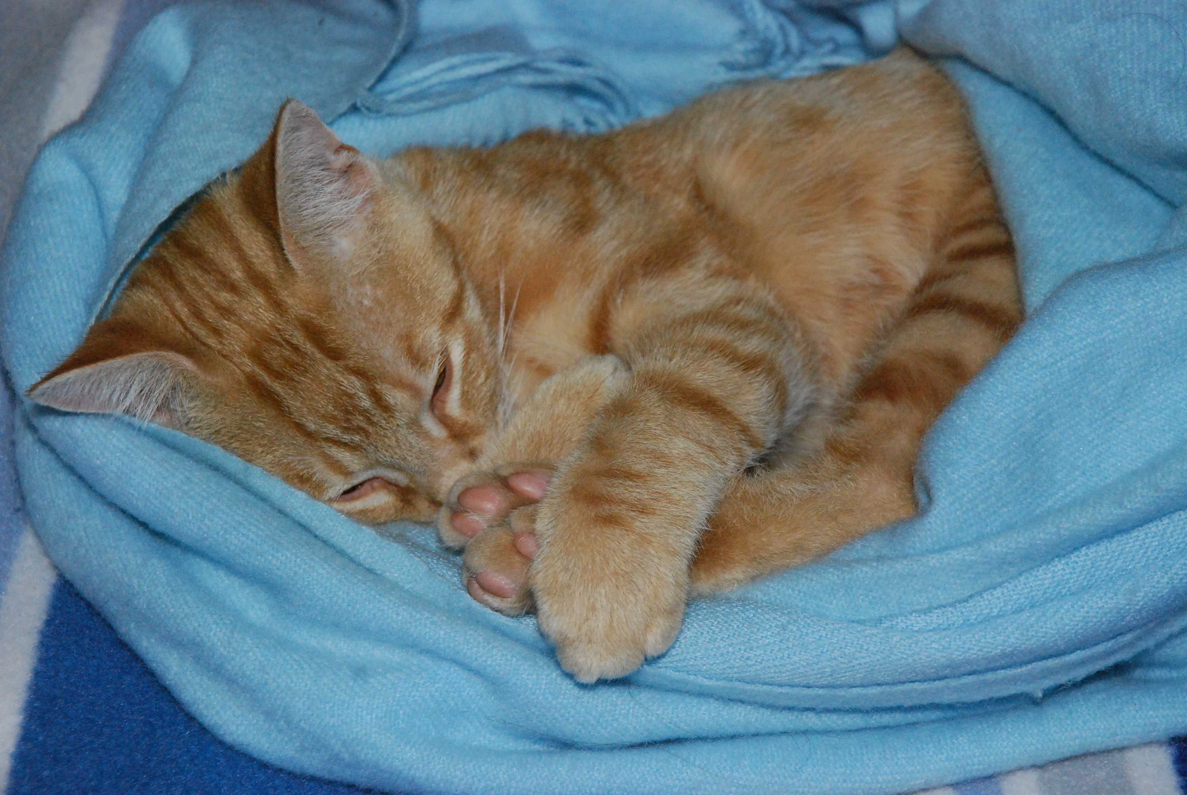orange tabby kitten