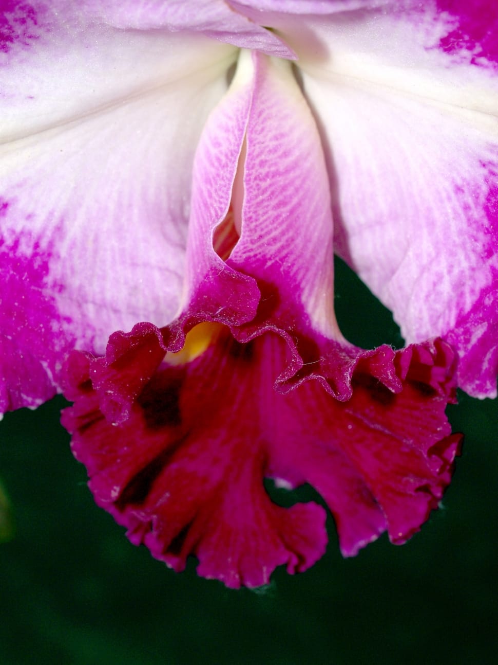 pink and red moth orchid preview