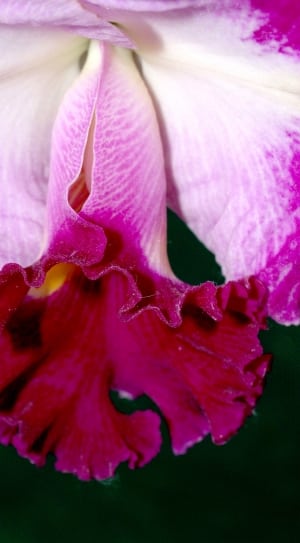 pink and red moth orchid thumbnail