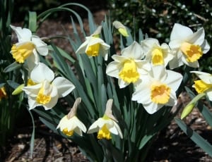 yellow and white flowers thumbnail