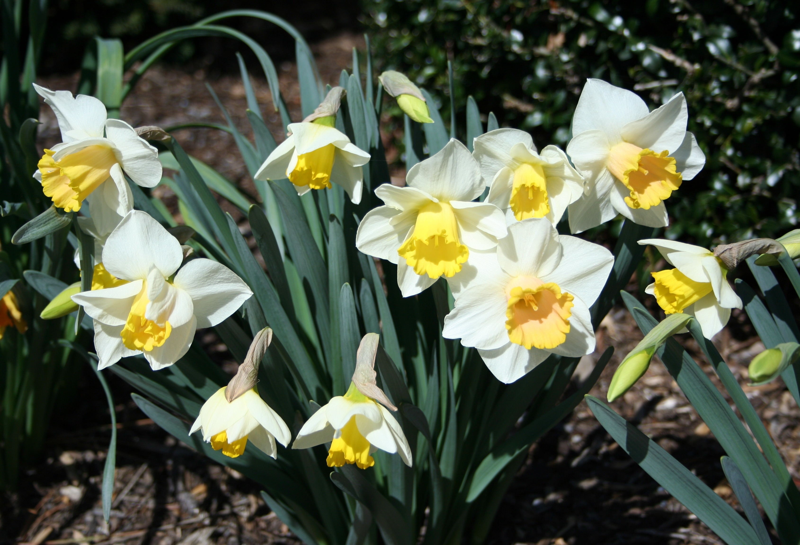 Daffodil Нарцисс