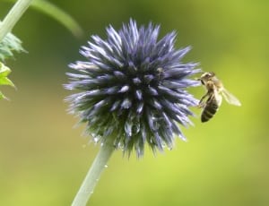 black and yellow bee on purple flower thumbnail