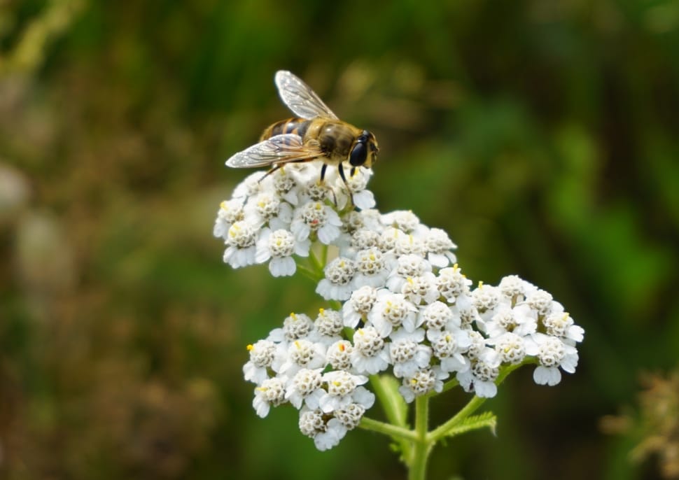 carpenter bee  and white flowers preview
