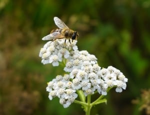 carpenter bee  and white flowers thumbnail