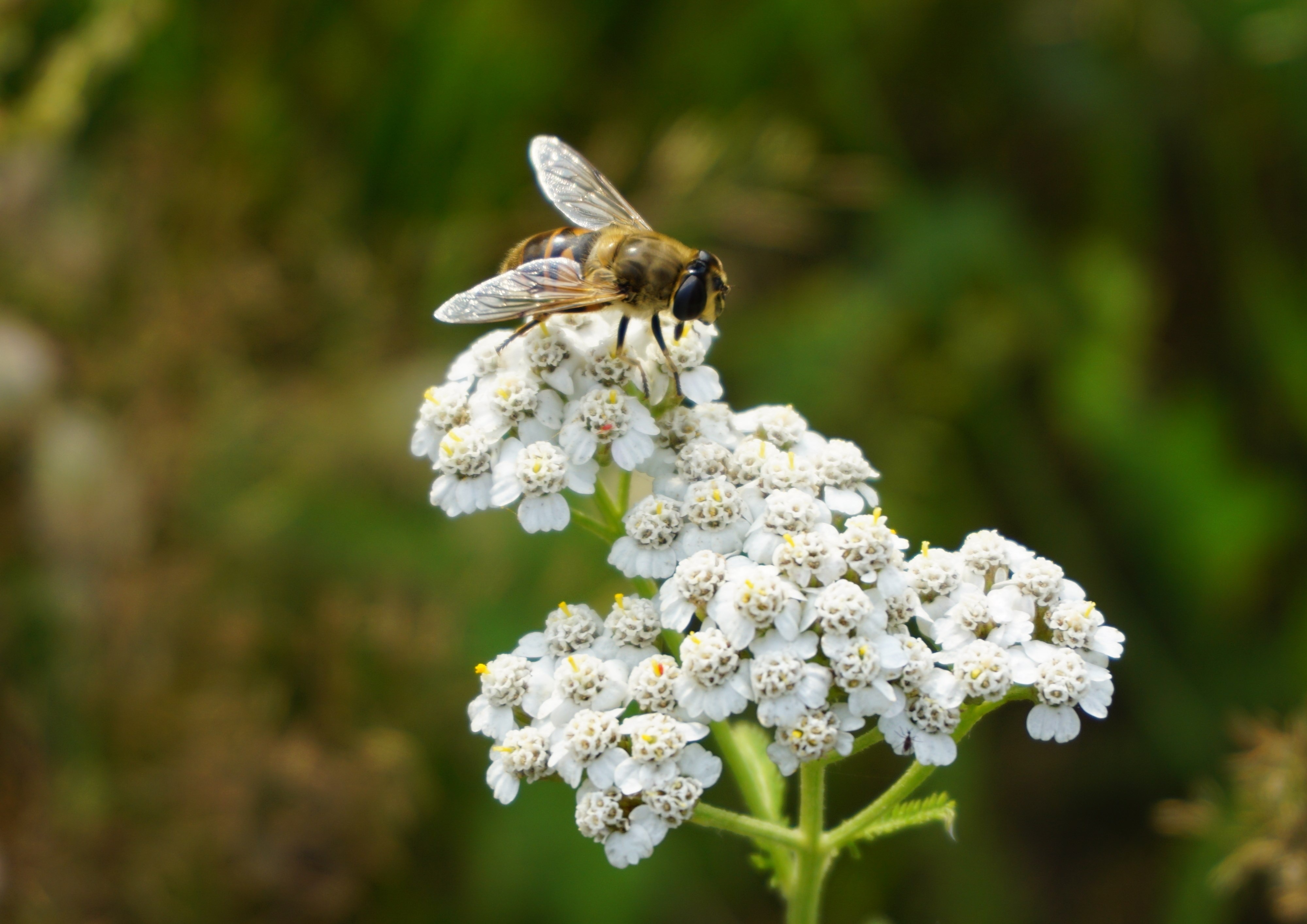carpenter bee  and white flowers