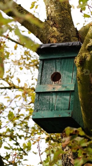 green wooden birdhouse thumbnail