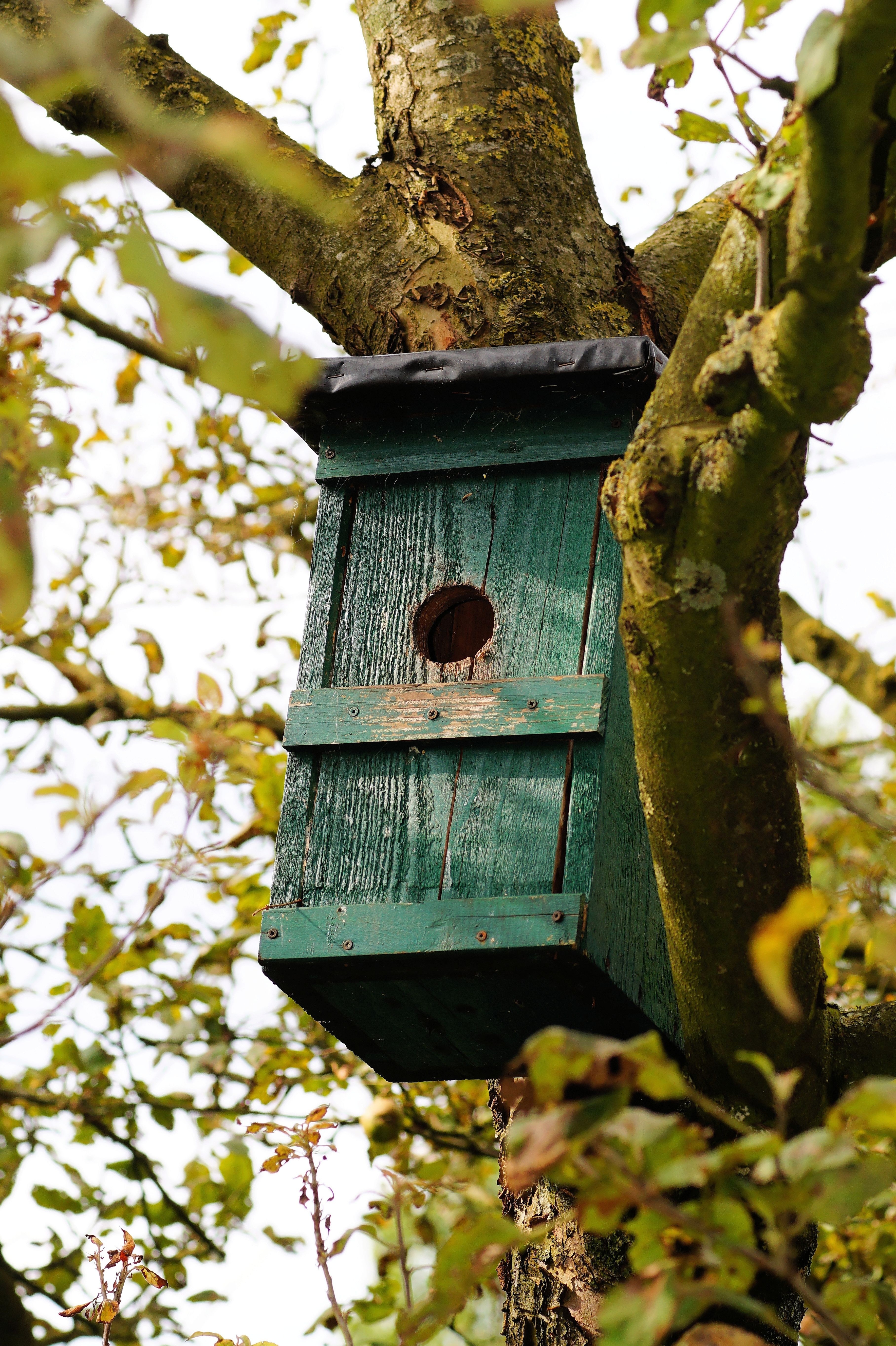 green wooden birdhouse