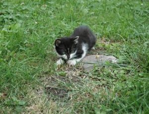 black and white kitten on grass field thumbnail