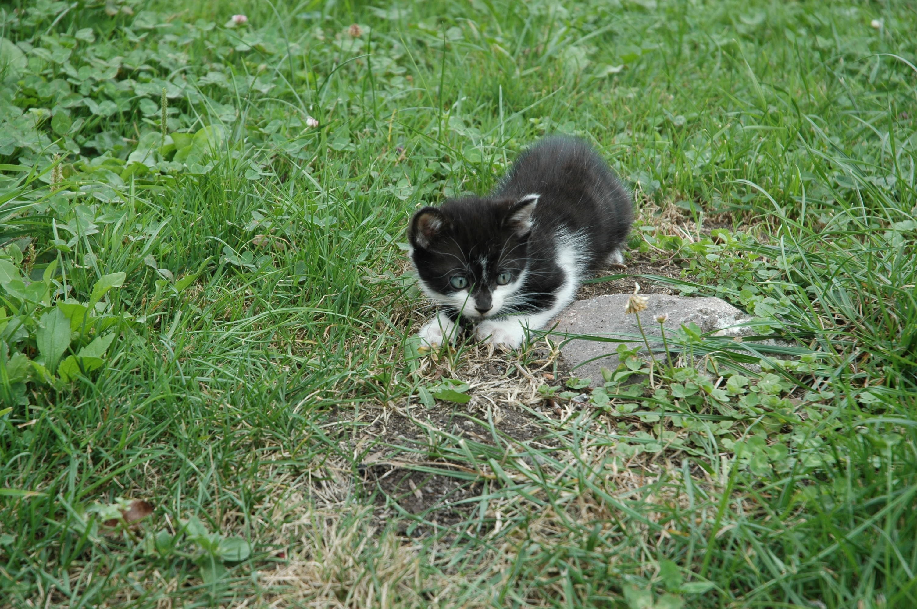 black and white kitten on grass field