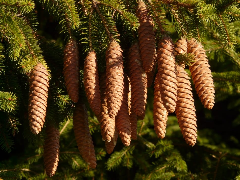 brown pinecones preview